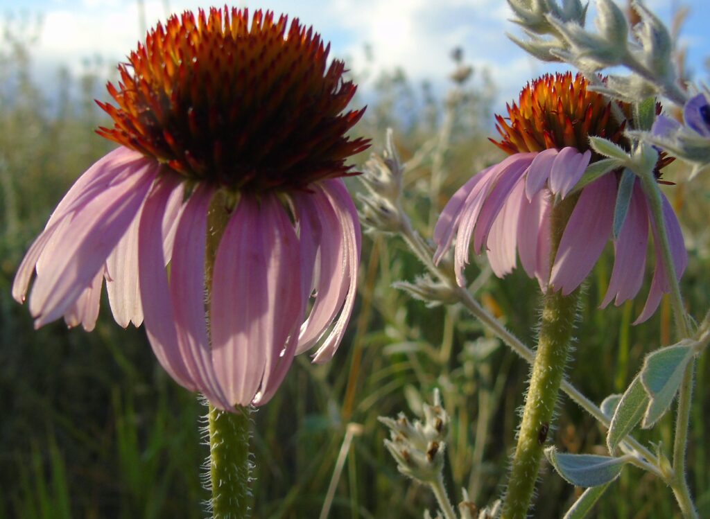 echinacea